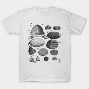 Beekeeping Honey Bee Hive and Nest T-Shirt